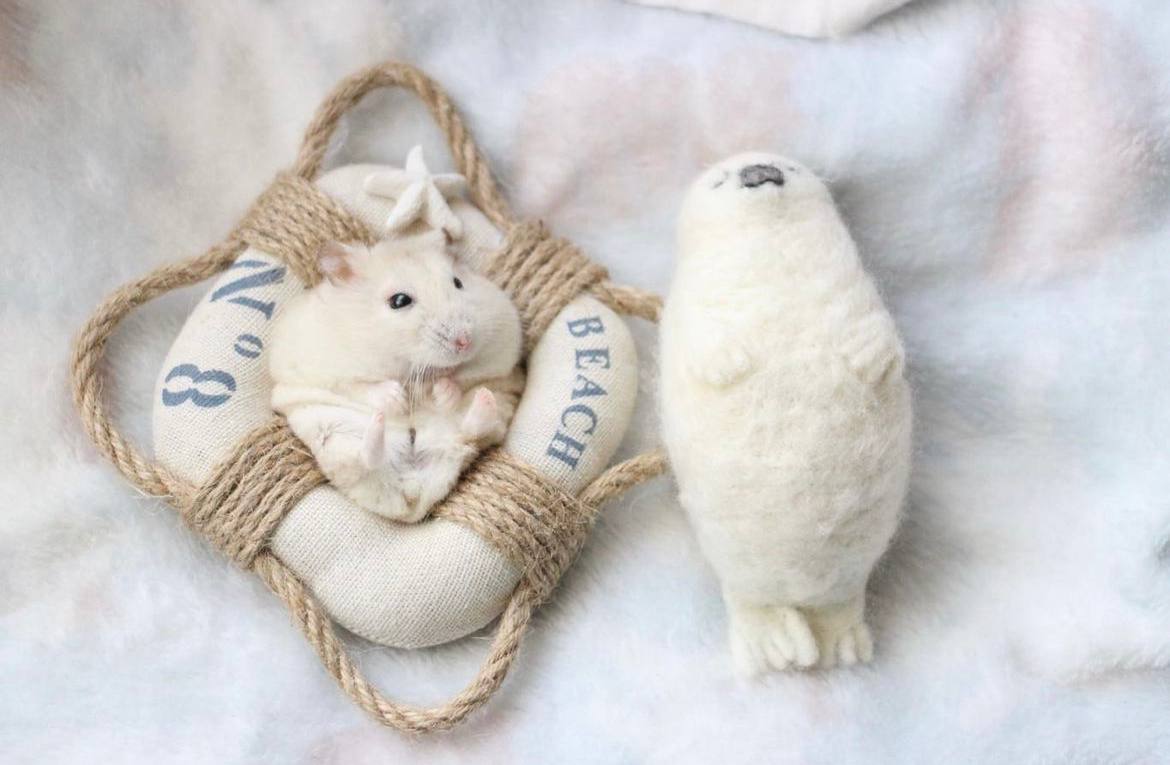 همستر کوتوله کمپبل