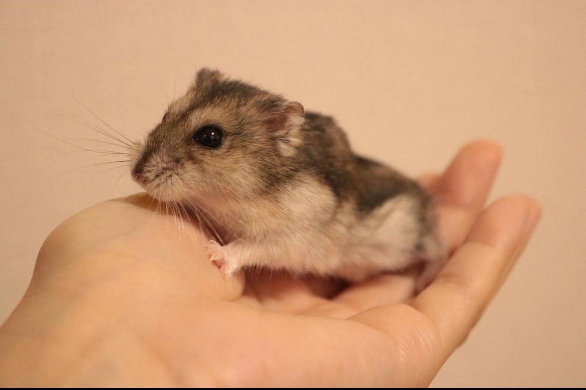 سجاد اصفهانی