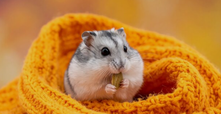 رازهای زبان بدن همستر؛ کامل‌ترین راهنمای رفتارشناسی همستر