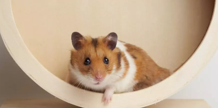 چرا نگهداری از همستر از بقیه حیوانات خانگی آسان‌تر است؟