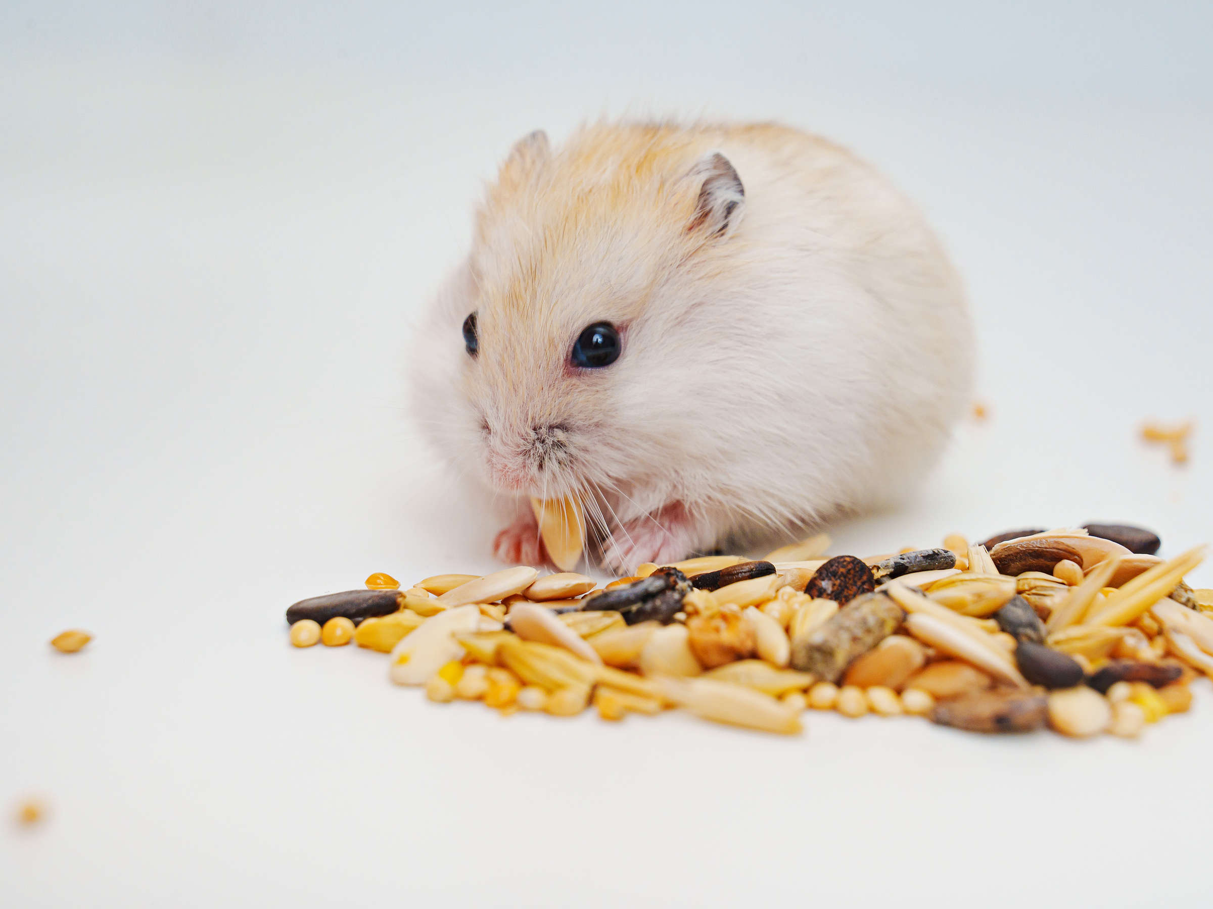 🐹 "خوراکی‌های مجاز و غیرمجاز همستر: نکاتی برای سلامت حیوان خانگی شما"🐹