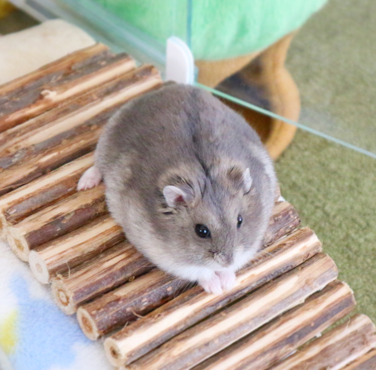 همستر کوتوله روسی گلدن ساپفایر(Russian Dwarf Hamster – Golden Sapphire)