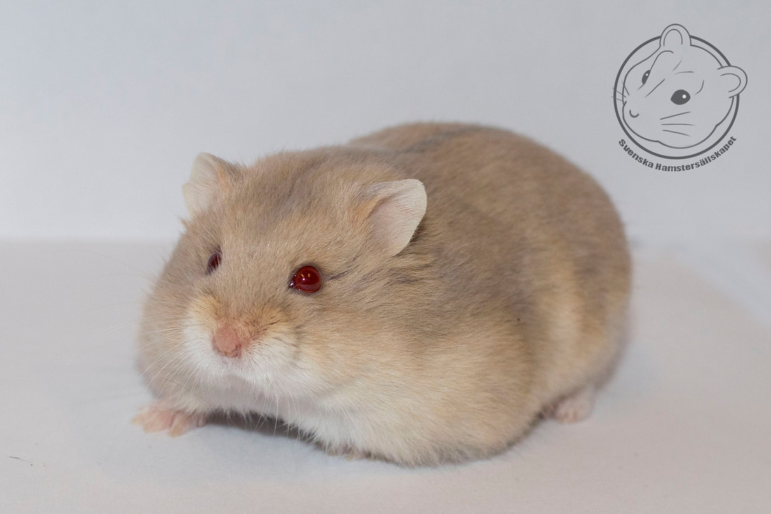 همستر کوتوله روسی بلو آرژانت(Russian Dwarf Hamster – Blue Argente)
